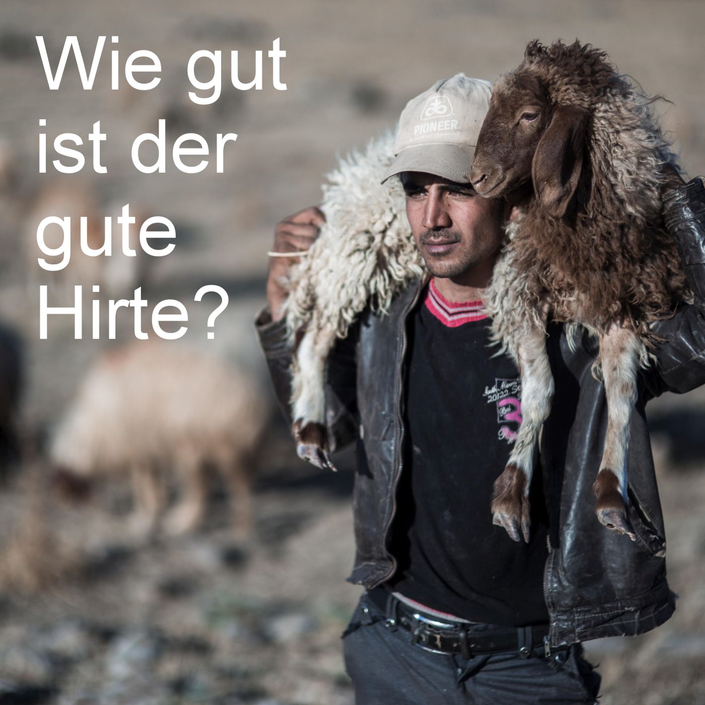 Wie "gut" ist der gute Hirte?